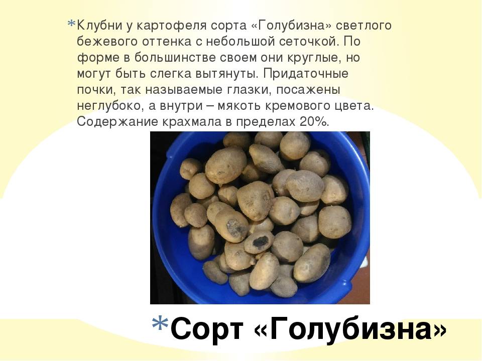 Картофель розара: описание, выращивание, уход и фото