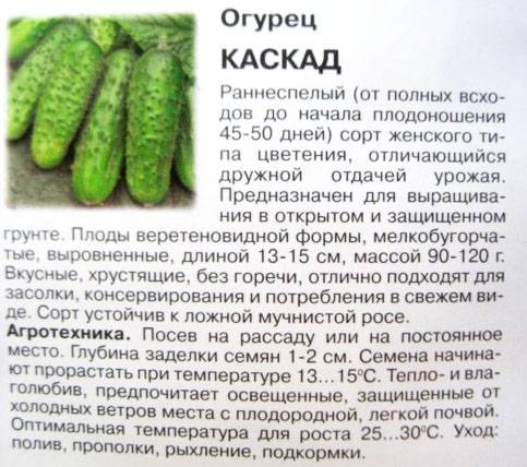 Описание огурцов сорта Муромский 36, выращивание и уход за молодыми кустами