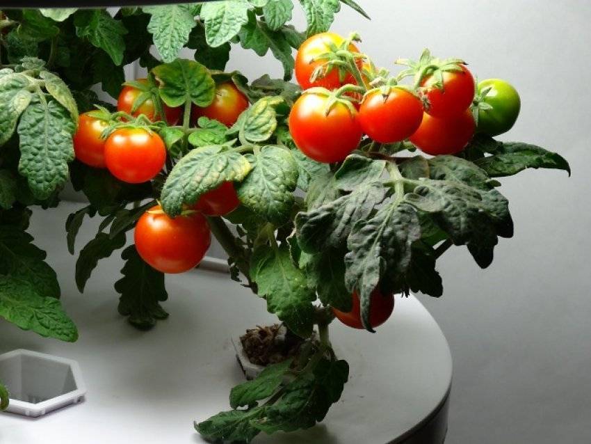 Помидоры на подоконнике: сорта и особенности выращивания