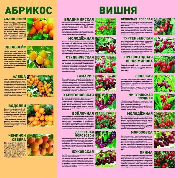 ᐉ как выбрать лучший самоплодный сорт черешни и вишни для подмосковья - roza-zanoza.ru