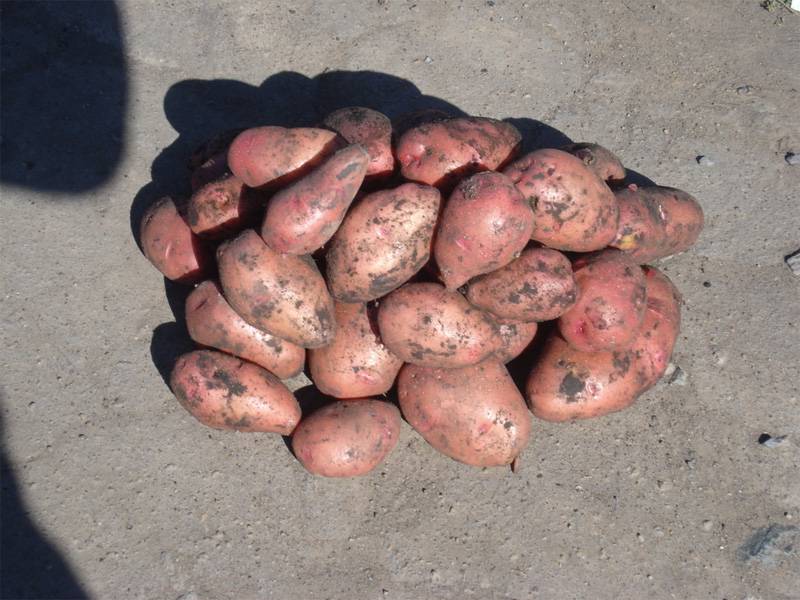 Сорт картофеля "розара": описание и фото, характеристика картошки, а также выращивание и уход