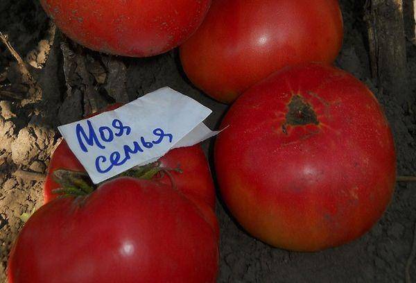 Томат моя семья: характеристика и описание сорта, отзывы об урожайности, фото помидоров