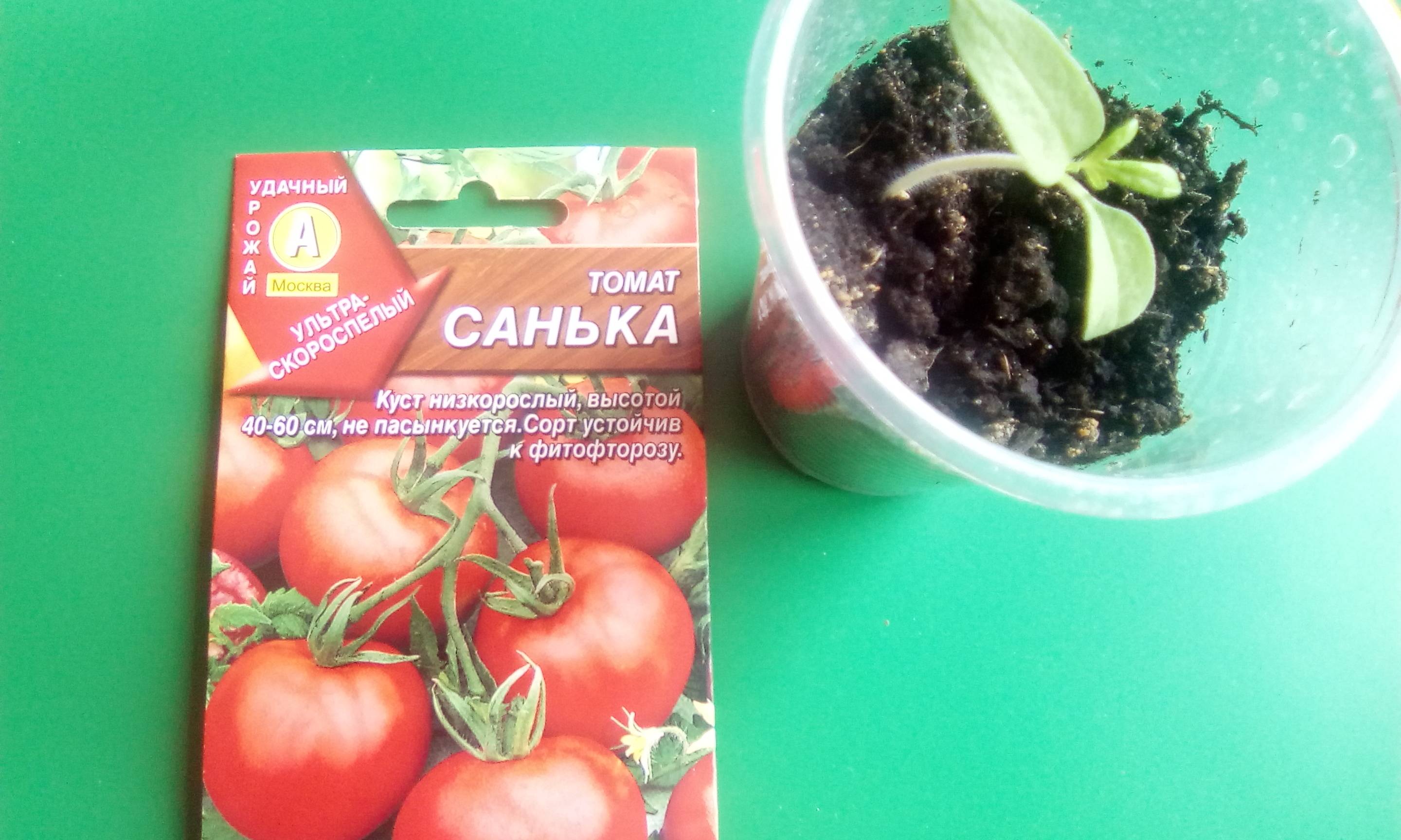 Сорт помидоров санька: когда сажать семена на рассаду, выращивание и уход