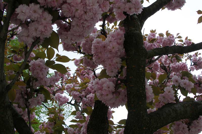Японская вишня сакура: посадка и выращивание, сорта, уход