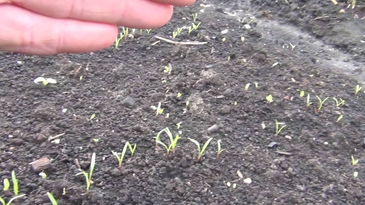 Как посадить морковь чтобы быстро взошла — раскладываем по пунктам