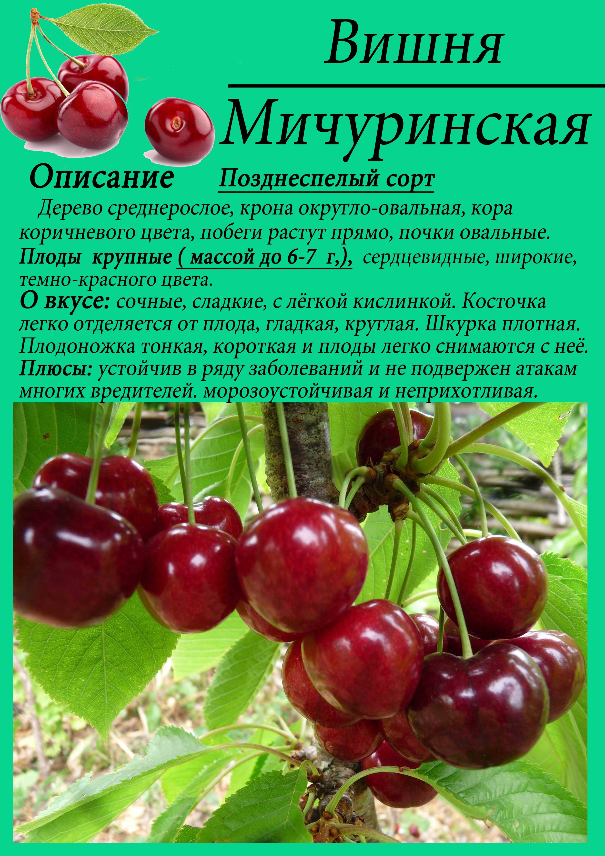 Описание лучших сортов вишни для выращивания в ленинградской области