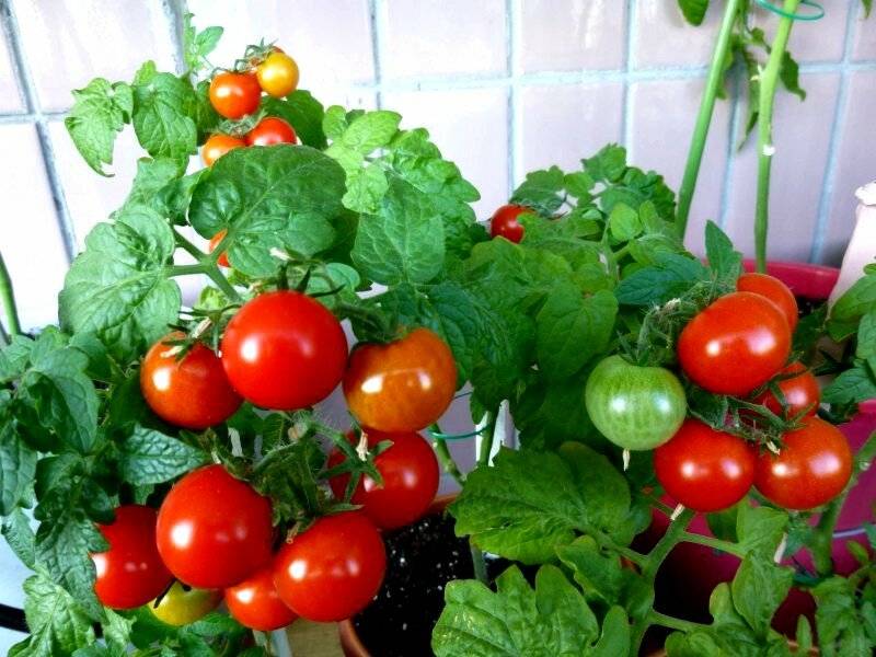 Комнатные помидоры: лучшие сорта