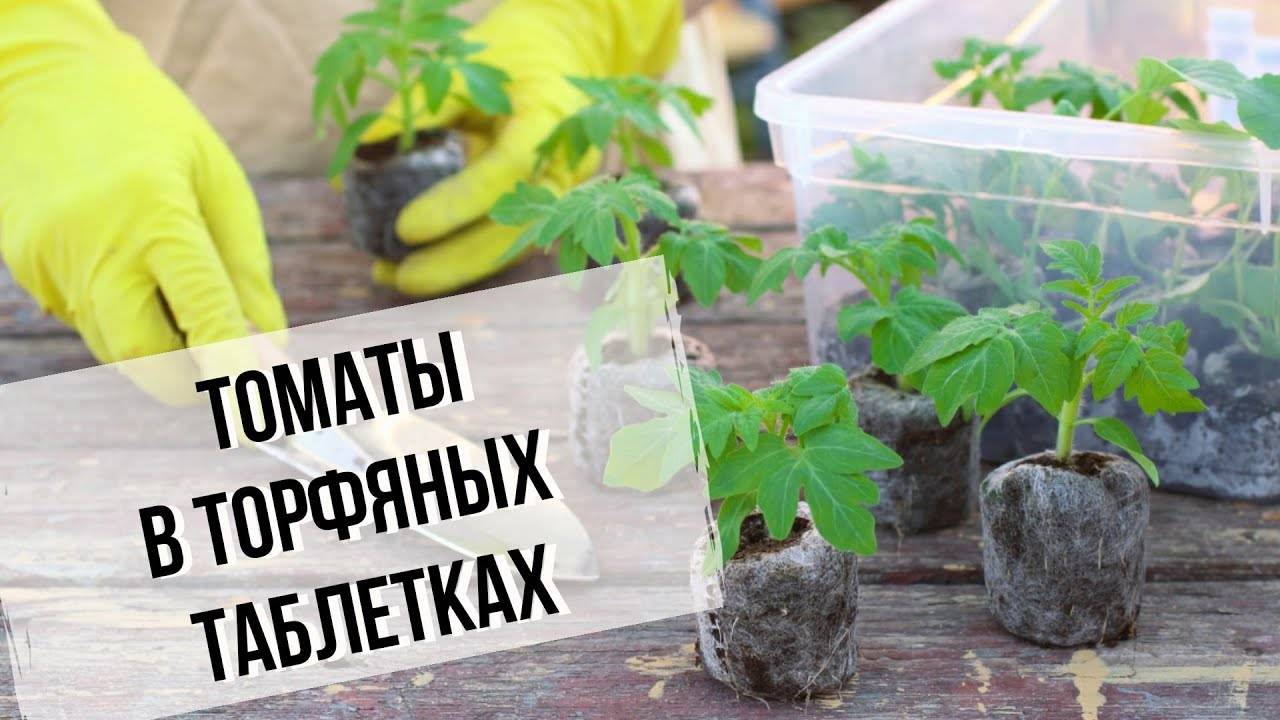 Рассада помидор - выращивание в домашних условиях. 130 фото и видеоинструкция по посадке томатов