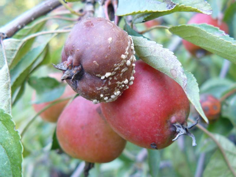 Яблоки гниют прямо на дереве, причина и что делать