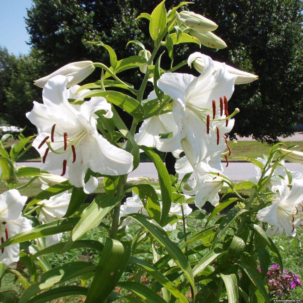 Белая лилия - описание цветка, посадка, выращивание и уход