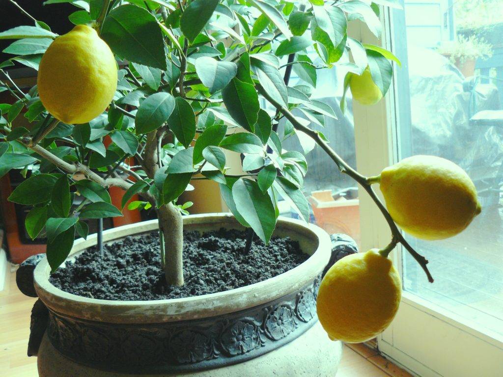 Как заставить цвести лимон в домашних условиях
