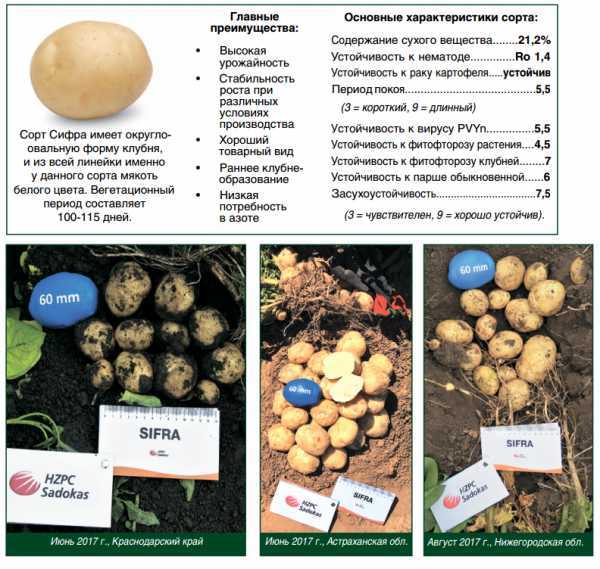 ᐉ сорт картофеля «джелли» – описание и фото - roza-zanoza.ru