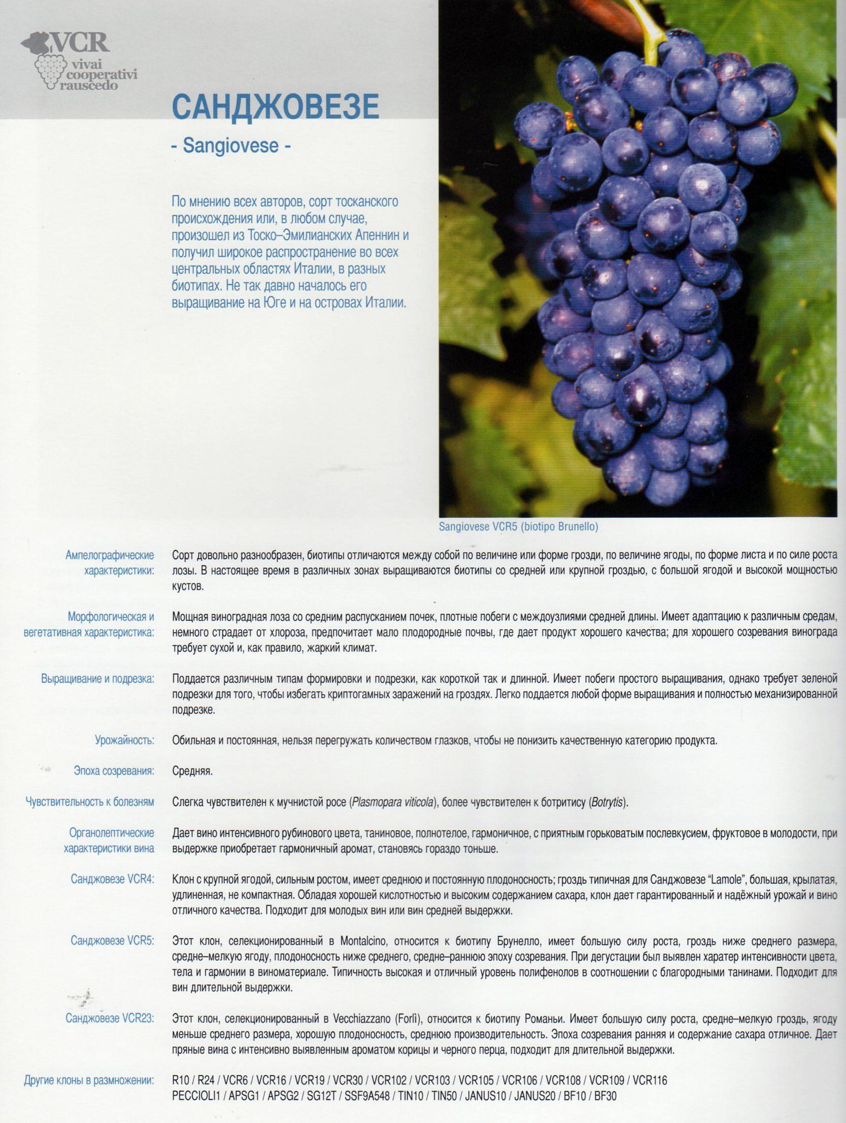 Описание сорта винограда Шардоне, правила посадки и ухода