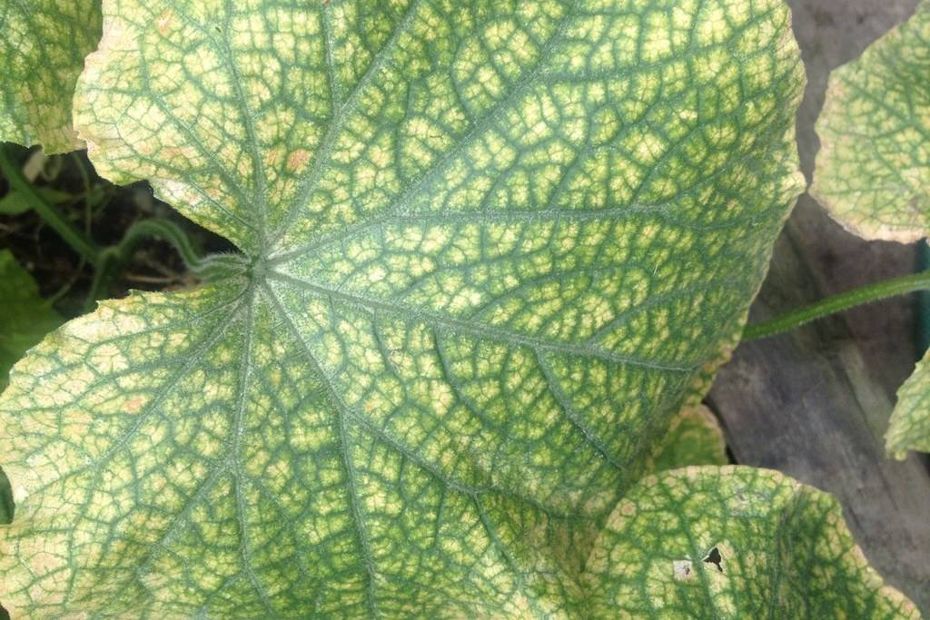 Причины появления мраморных листьев у огурцов, что делать, как и чем лечить