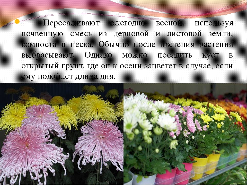 Осенняя пересадка хризантем / асиенда.ру