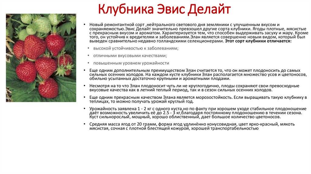 Клубника елизавета: описание сорта с ягодами "королевских" размеров и правила выращивания для максимальной урожайности
