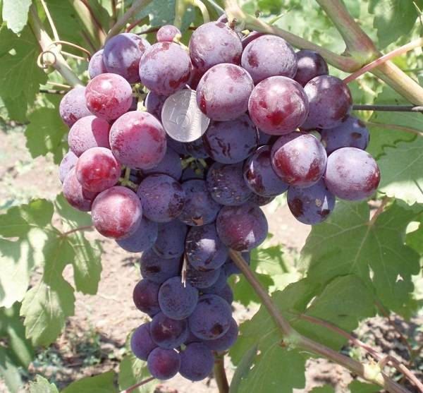 Выращивание винограда сорта рошфор — описание и характеристики