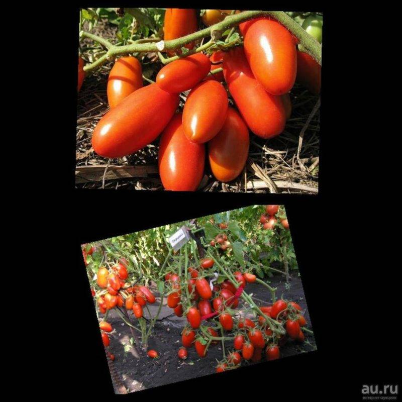 «петруша огородник» – сорт томатов, который отлично подойдет для выращивания во всех регионах