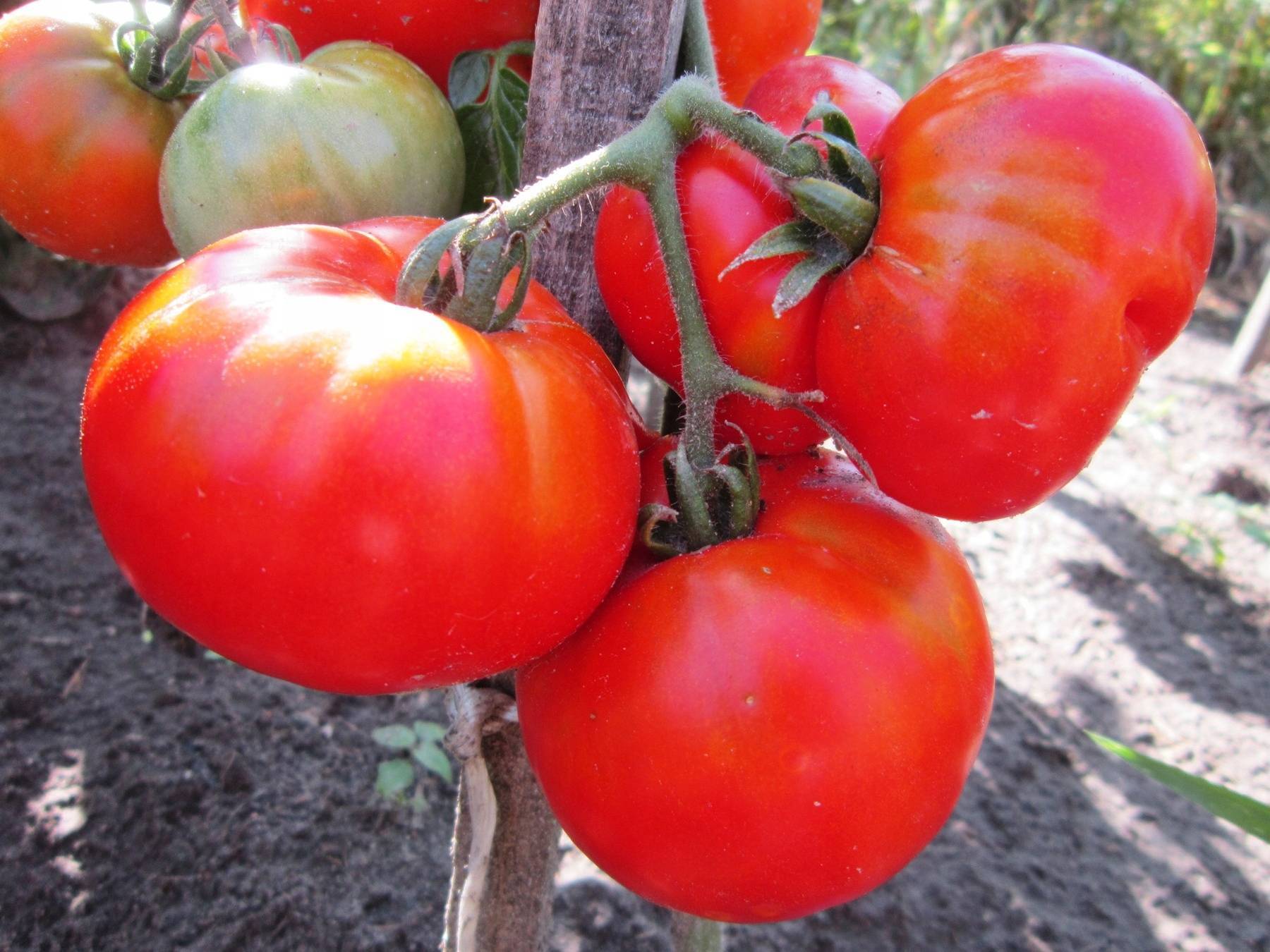 Описание и агротехника выращивания томата сибирский козырь