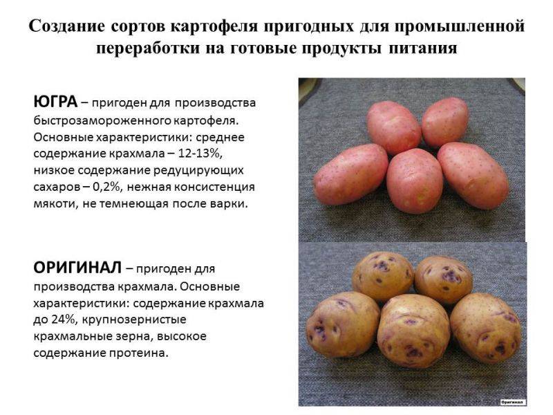 Сорт картофеля «лабелла» – описание и фото
