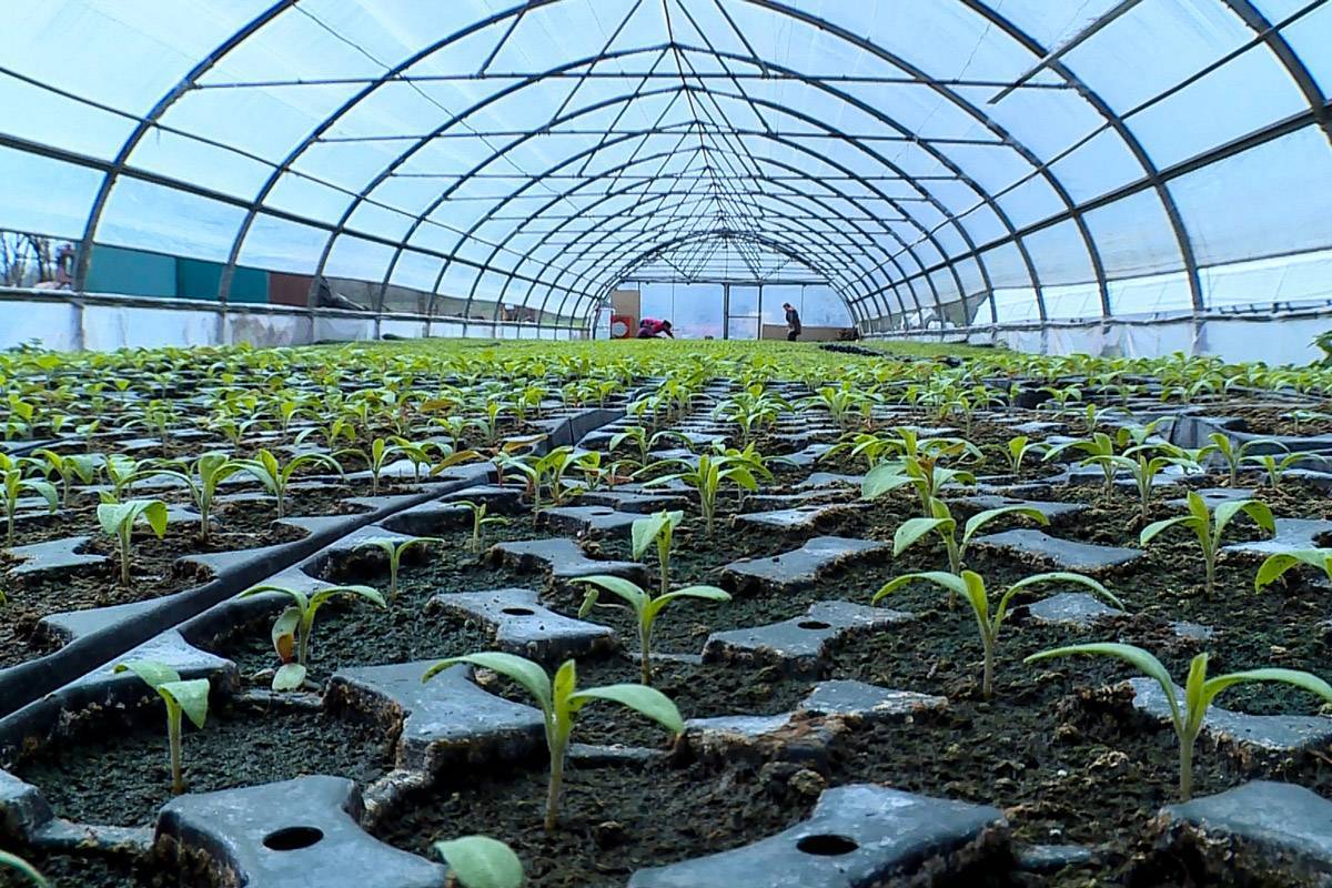 Выращивание капусты брокколи: советы начинающим огородникам