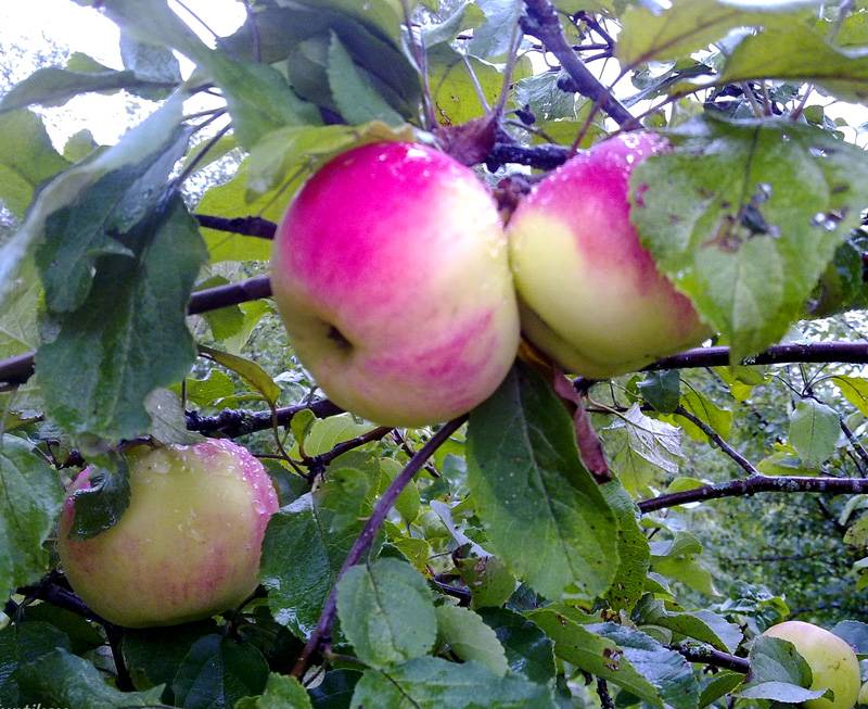 Лучшие сорта яблонь для различных регионов. описание, фото — ботаничка