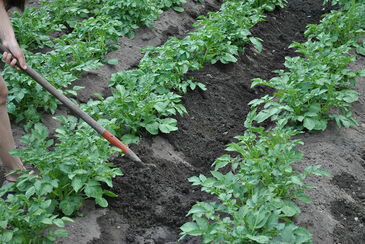Как правильно посадить картофель, чтобы получить хороший урожай? — как правильно сажать картофель чтобы получить хороший урожай