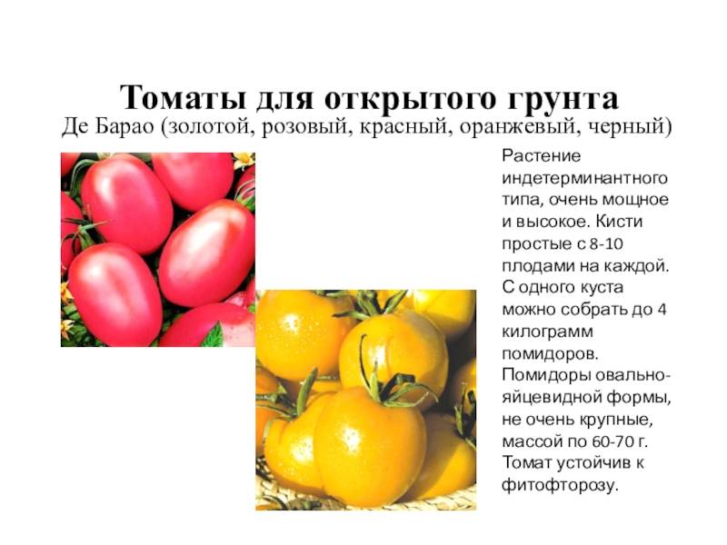 Желтые томаты на страже вашего здоровья: выбираем сорта и гибриды
