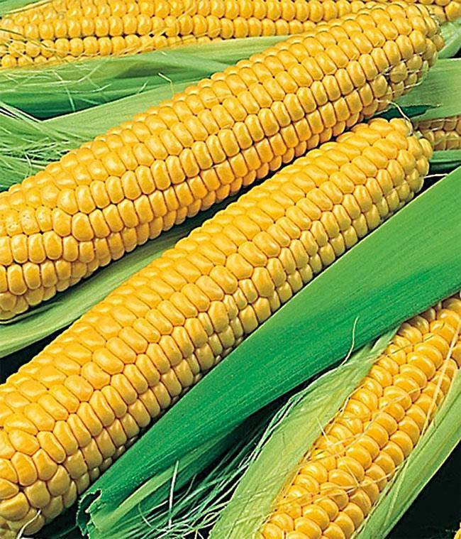Сорт кукурузы для попкорна: название 7 лучших и особенности выращивания, как растет