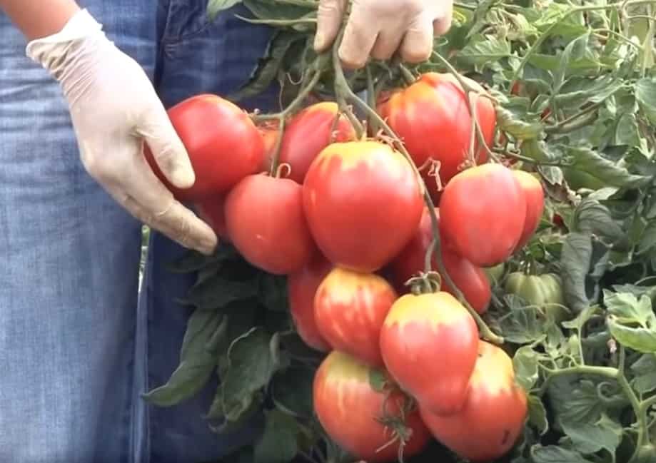 Сорт томатов «сахарная настасья»: отзывы, фото, урожайность