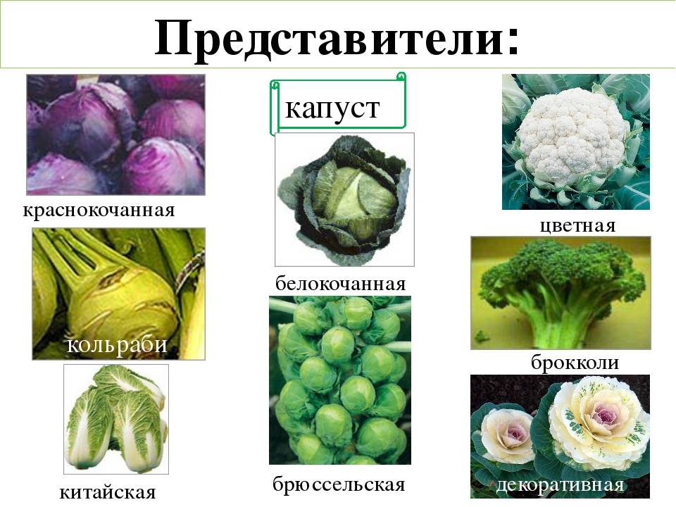 Лучшие сорта капусты – названия, описание, фото
