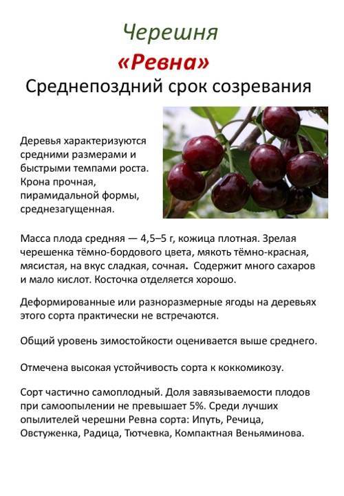 Черешня ленинградская черная: описание сорта, выращивание и уход с фото