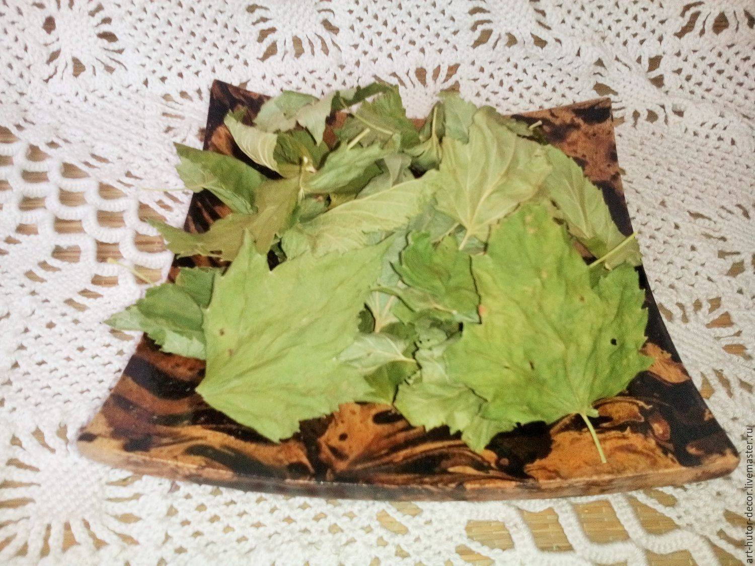 Польза и вред листьев черной смородины, как применять