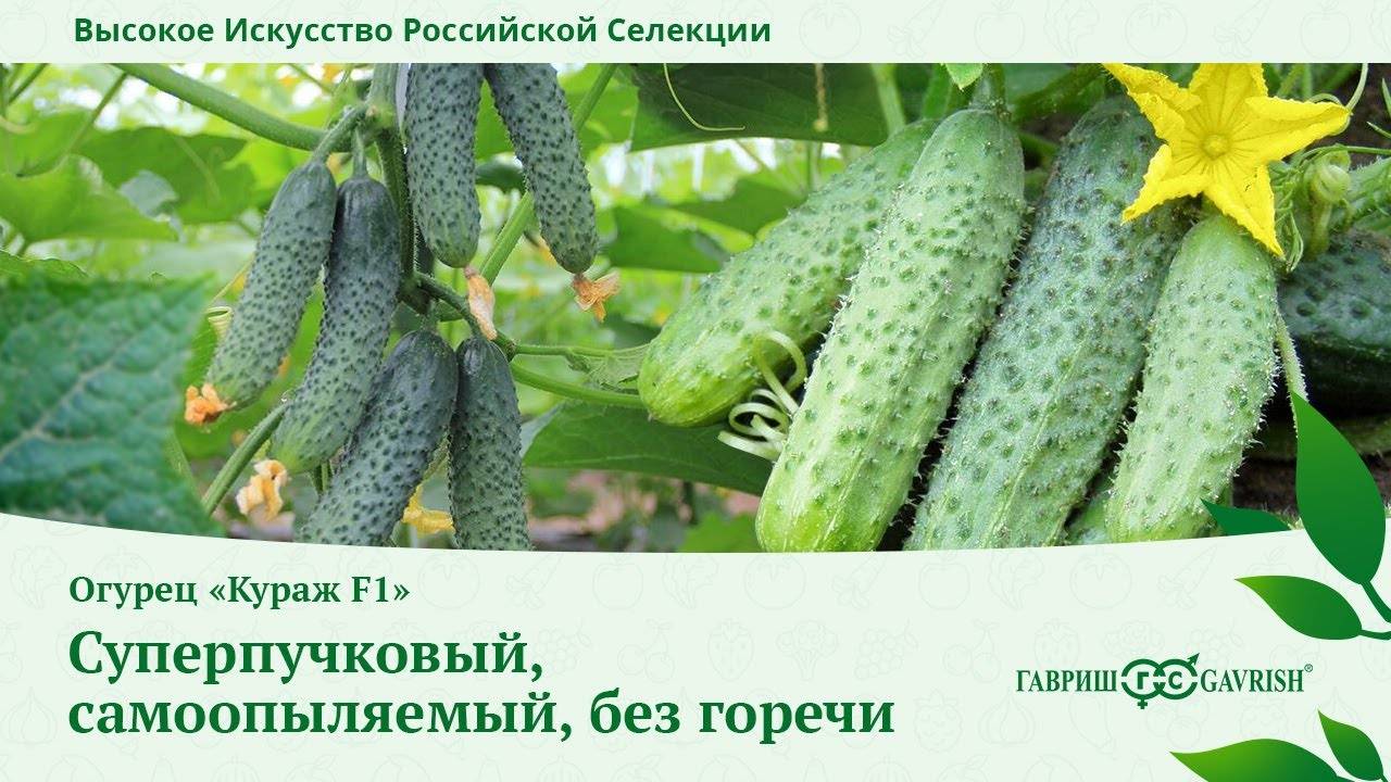 Описание сорта огурцов кураж f1 с фото: характеристика овощей, технология правильной посадки семян, выращивание и уход за посевом в открытом грунте