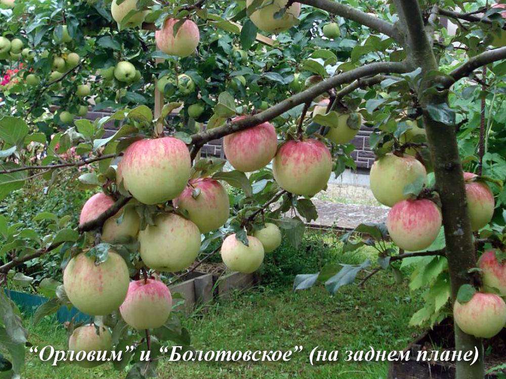 Описание яблони сорта болотовское, посадка и выращивание