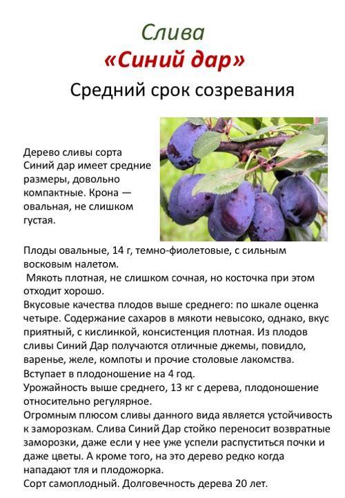 Слива смолинка - описание сорта •
