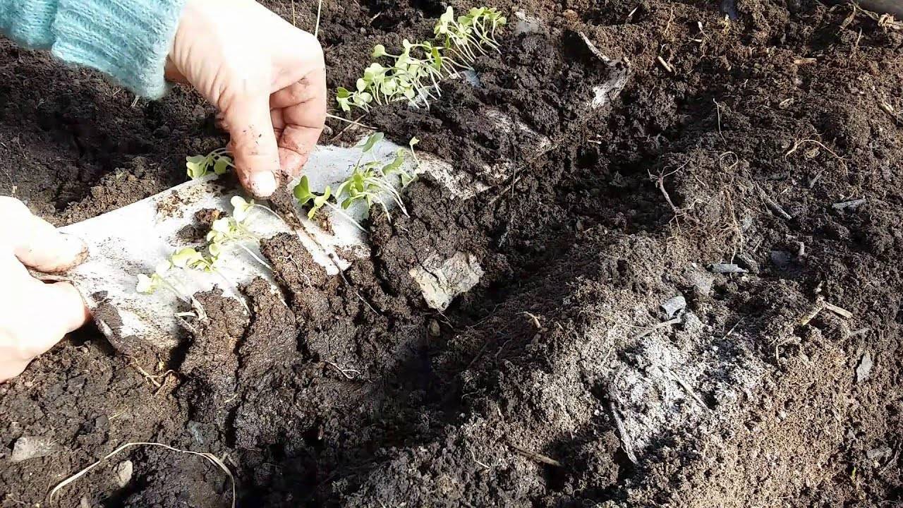 Выращивание капусты брокколи: посадка на рассаду, выращивание в отрытом грунте и теплице