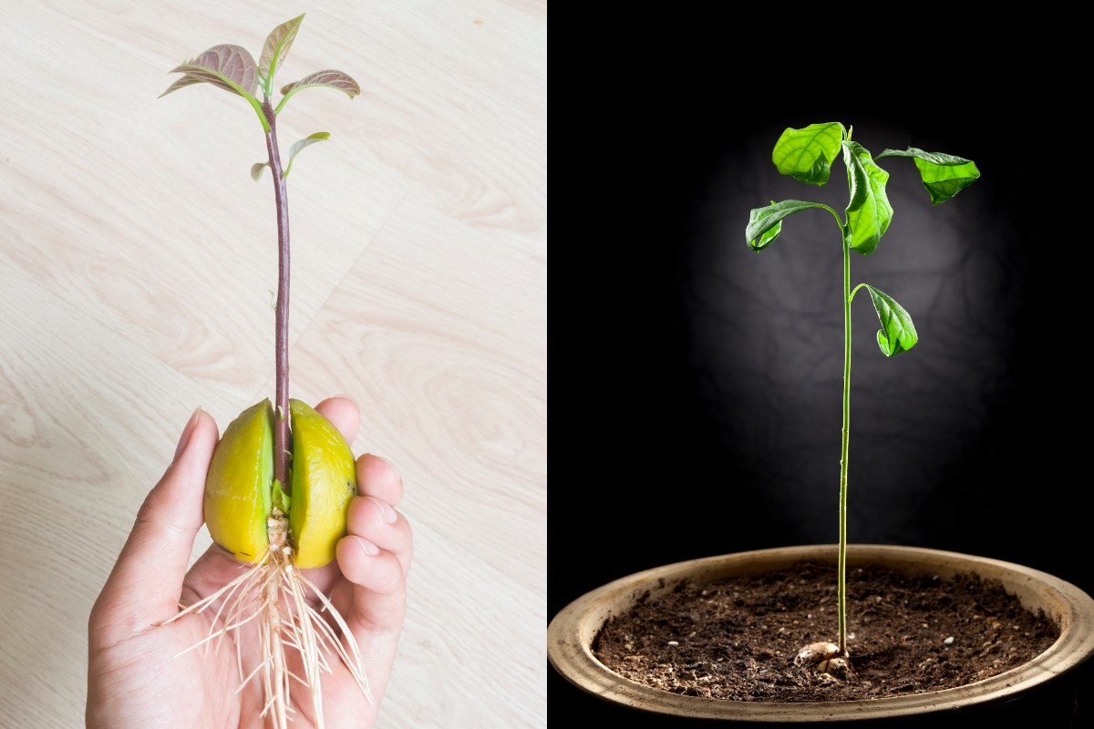 Как вырастить яблоню из семечки дома