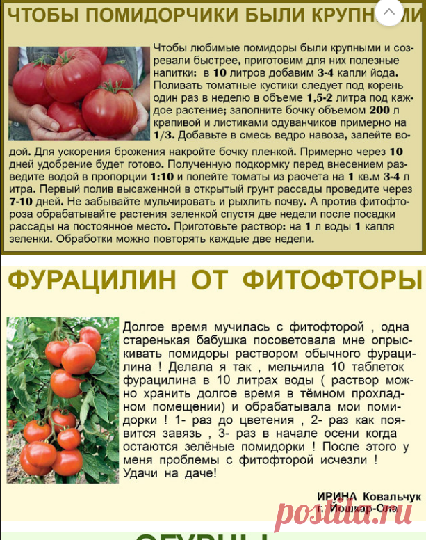 Чем подкормить рассаду помидор – секреты и советы, для здоровья и роста + фото