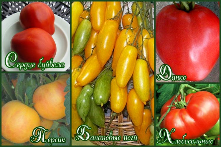 Лучшие сорта томатов для выращивания в ленинградской области, как сажать помидоры и ухаживать за ними