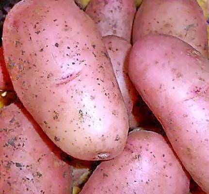 Особенности выращивания картофеля рябинушка