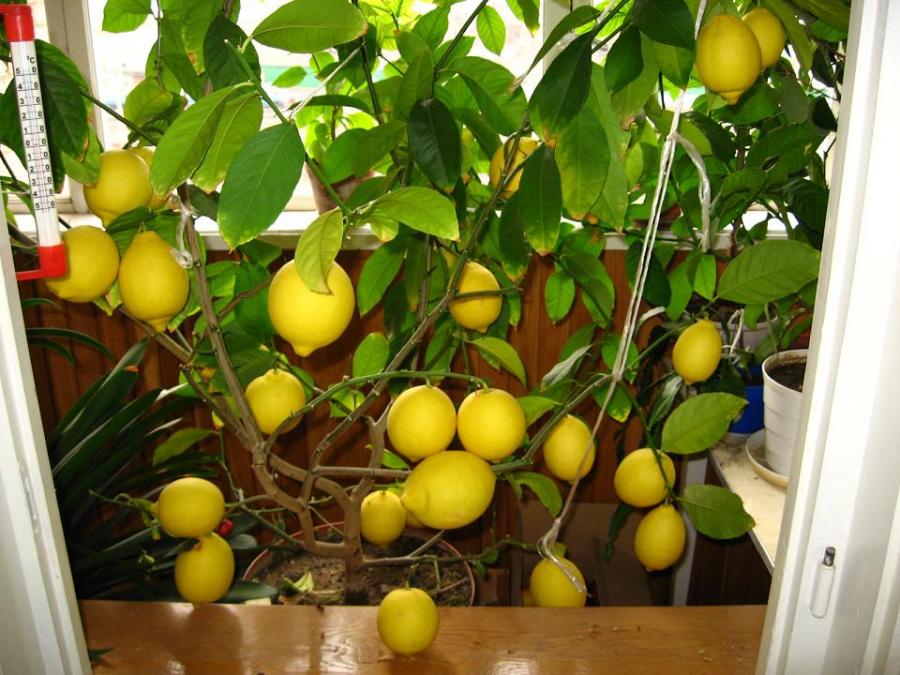 Как ухаживать за лимоном павловской породы в домашних условиях