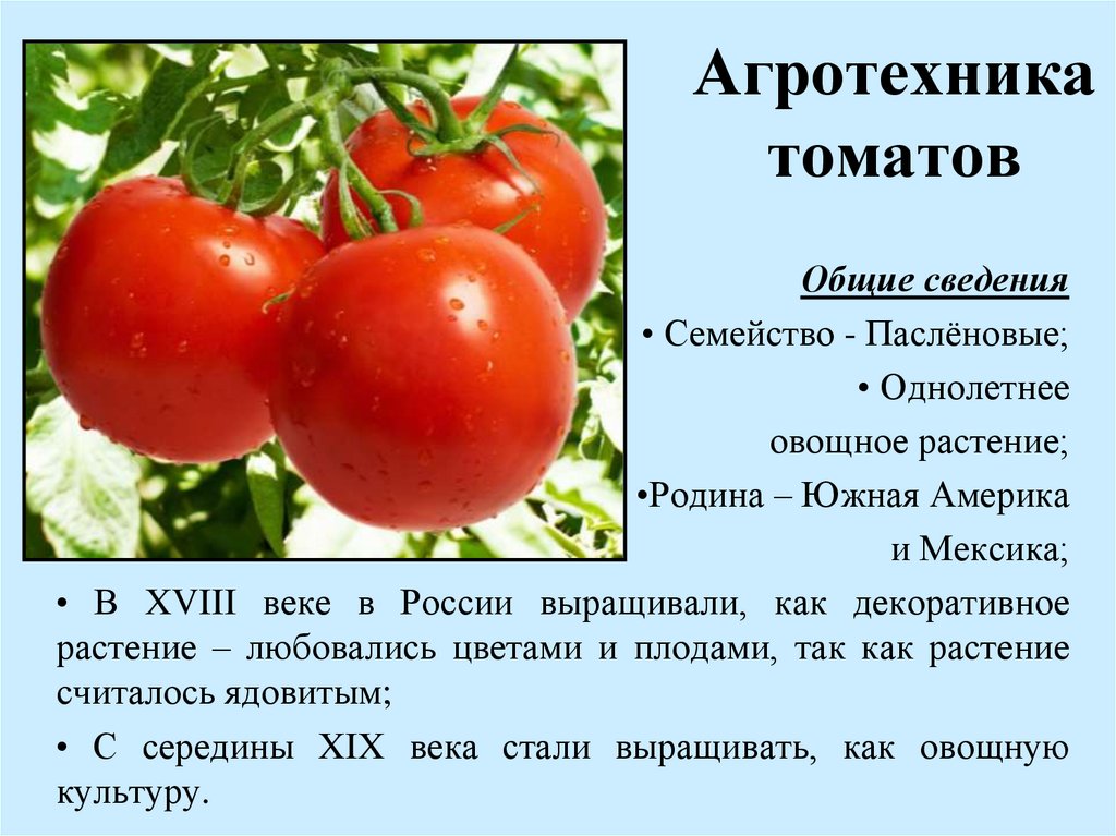 Лучшие сорта томатов черри - топ 15????, характеристика и описание, фото, урожайность, достоинства
