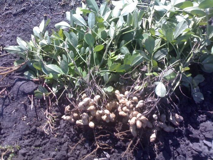 Как вырастить арахис на даче в средней полосе: выращивание земляного ореха в открытом грунте, а также когда посадить его на огороде, можно ли сажать в подмосковье?