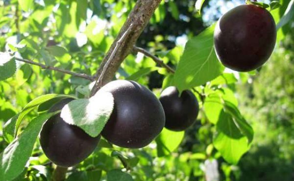 Кубанский черный: особенности выращивания черного абрикоса