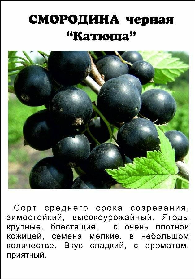 Черная смородина белорусская сладкая: описание сорта, правила посадки и ухода