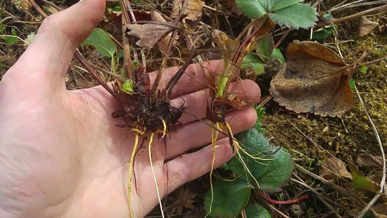Пересадка клубники летом, осенью и весной на новое место: когда (сроки) и как правильно размножать кусты