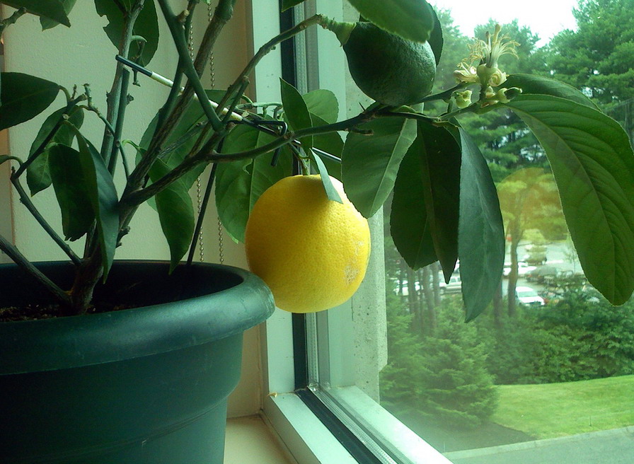 Когда начинает плодоносить лимон в домашних условиях