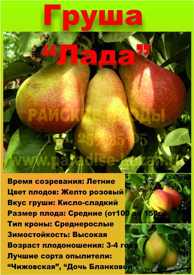 Полное описание зимнего сорта груши белорусская поздняя