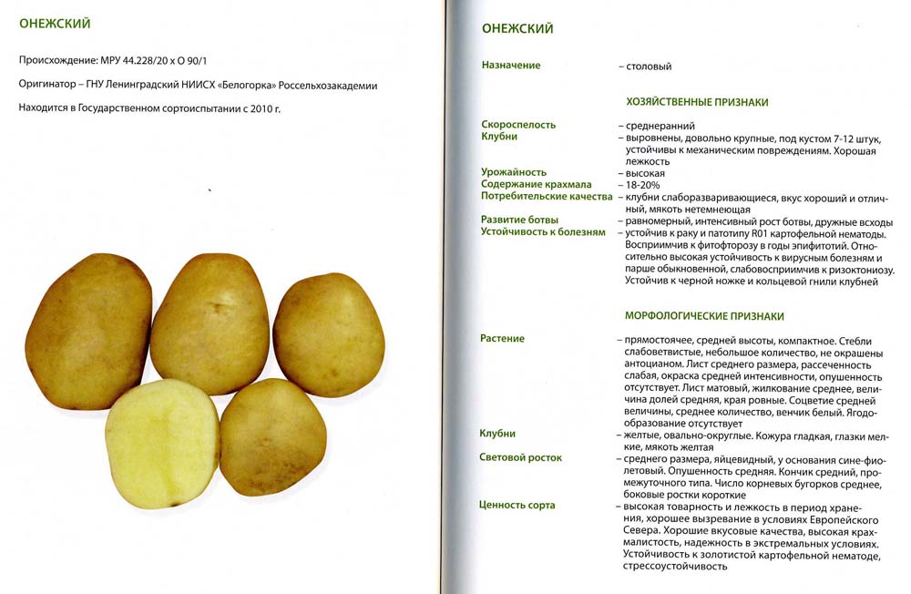 Описание и характеристика сорта картофеля красавчик, посадка и уход